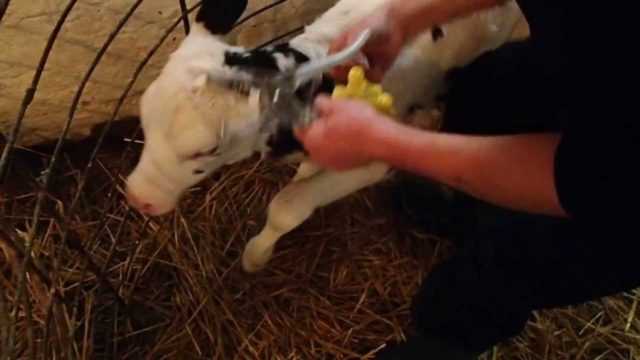 Как сделать укол теленку или корове: внутримышечно, внутривенно, подкожно