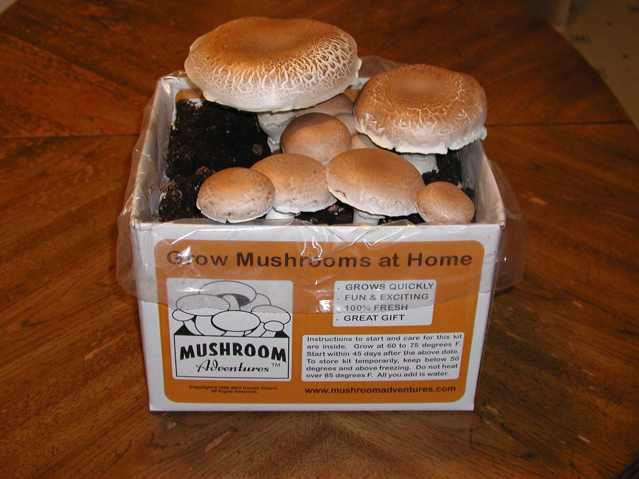 Выращиваем грибы на даче - грибной сезон у вас под окном!