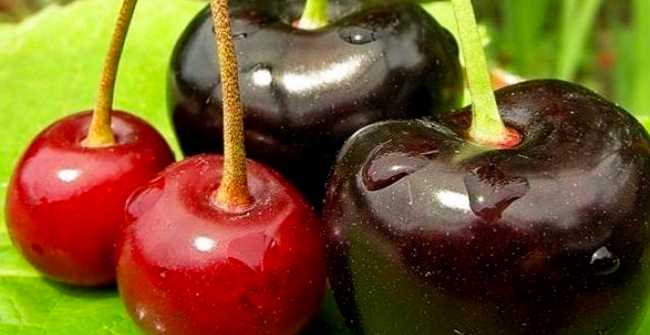 ✅ в чем отличие вишни от черешни: разница саженца, дерева, листа, плода - tehnomir32.ru