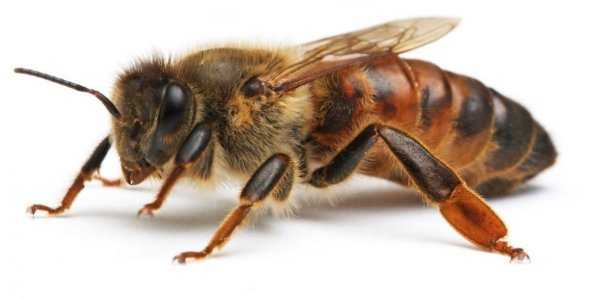 Особенности пчел породы карника