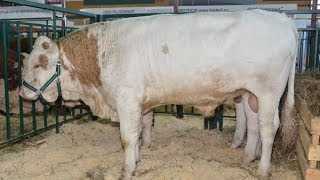 Симментальская порода коров: характеристика, плюсы и минусы крс