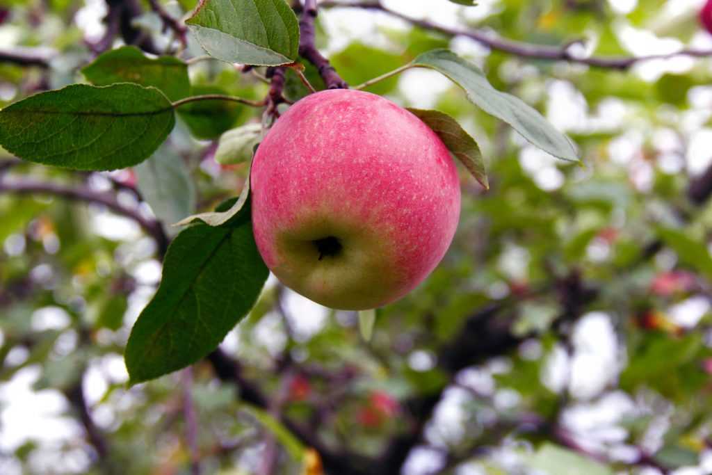 Яблоня краса свердловска: описание, фото свердловская красавица