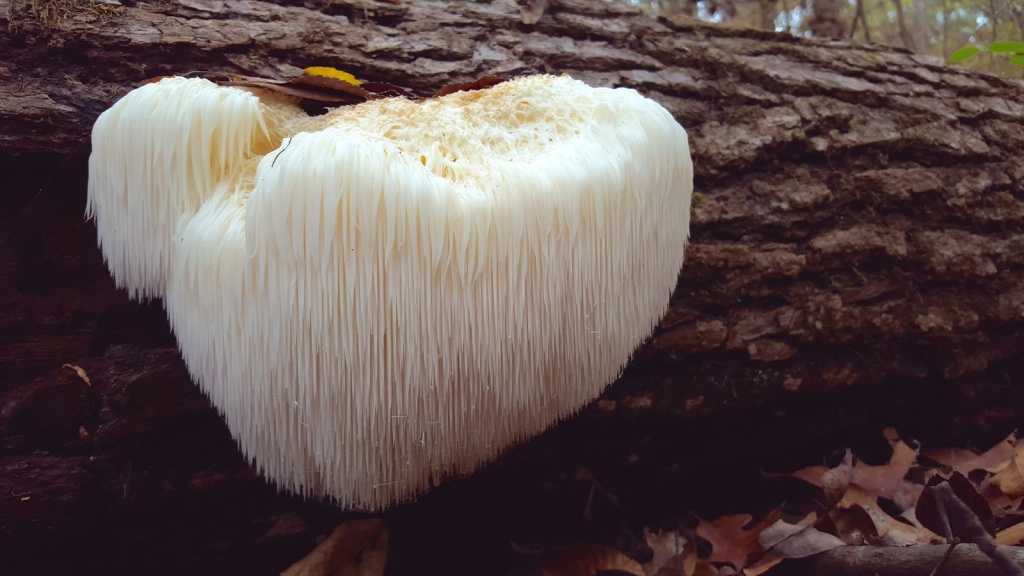 Ксилярия Гипоксилон: описание гриба, его формы и параметры. Где растет и можно ли есть. Лечебные свойства данной разновидности.
