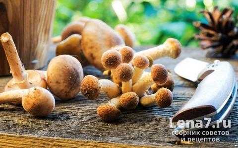 Как правильно сушить грибы? | впоходе