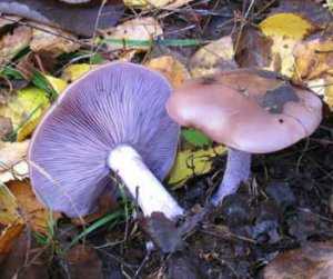 Тополиная рядовка: описание, полезные свойства и рецепты приготовления маринованного и засоленного гриба