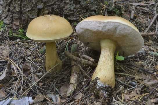 Где растут белые грибы и как их собирать