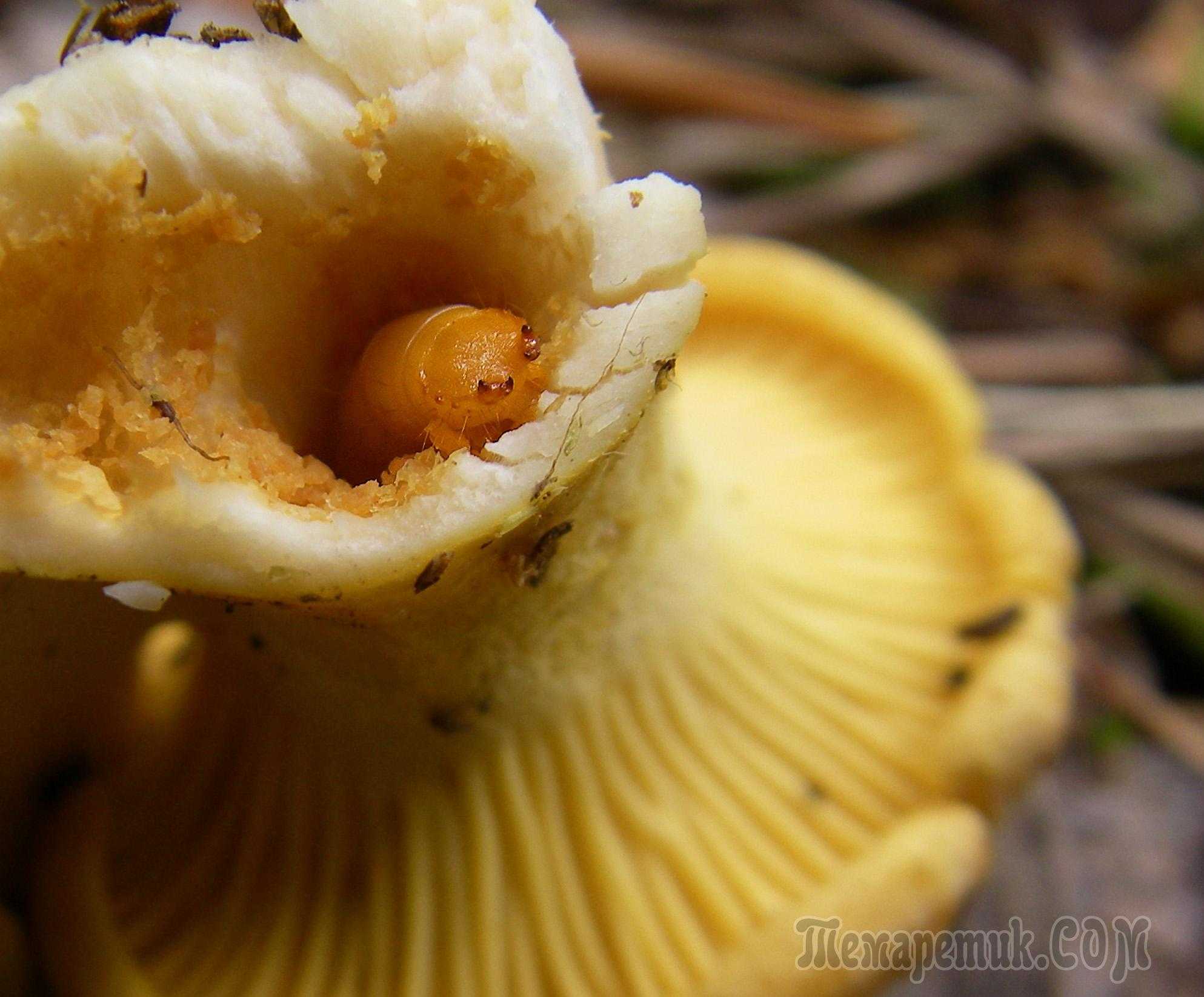 Могут ли ядовитые грибы быть червивые