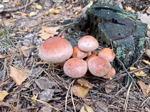 Рядовка чешуйчатая или коричневая (tricholoma imbricatum) или гриб сластушка: фото, описание и как его готовить