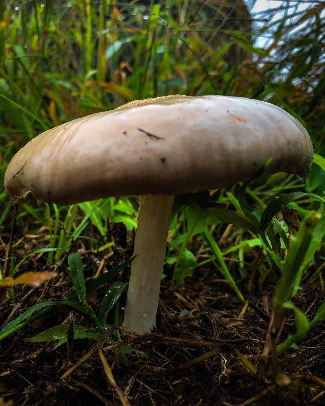 Плютей бело-северный (pluteus leucoborealis) –  грибы сибири