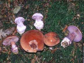 Паутинник плюшевый (cortinarius orellanus), оранжево-красный или горный: фото и описание гриба