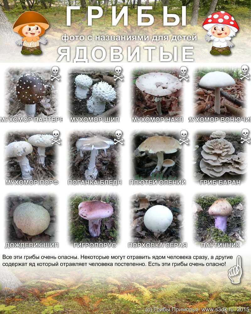 Название некоторых грибов. Грибы съедобные и несъедобные с названиями. Съедобные грибы и несъедобные грибы названия. Фото съедобных грибов и их названия и несъедобных грибов. Рисунки грибов съедобных и несъедобных с названиями.