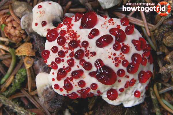 Глеофиллум пахучий (gloeophyllum odoratum): как выглядит, где и как растет, съедобный или нет