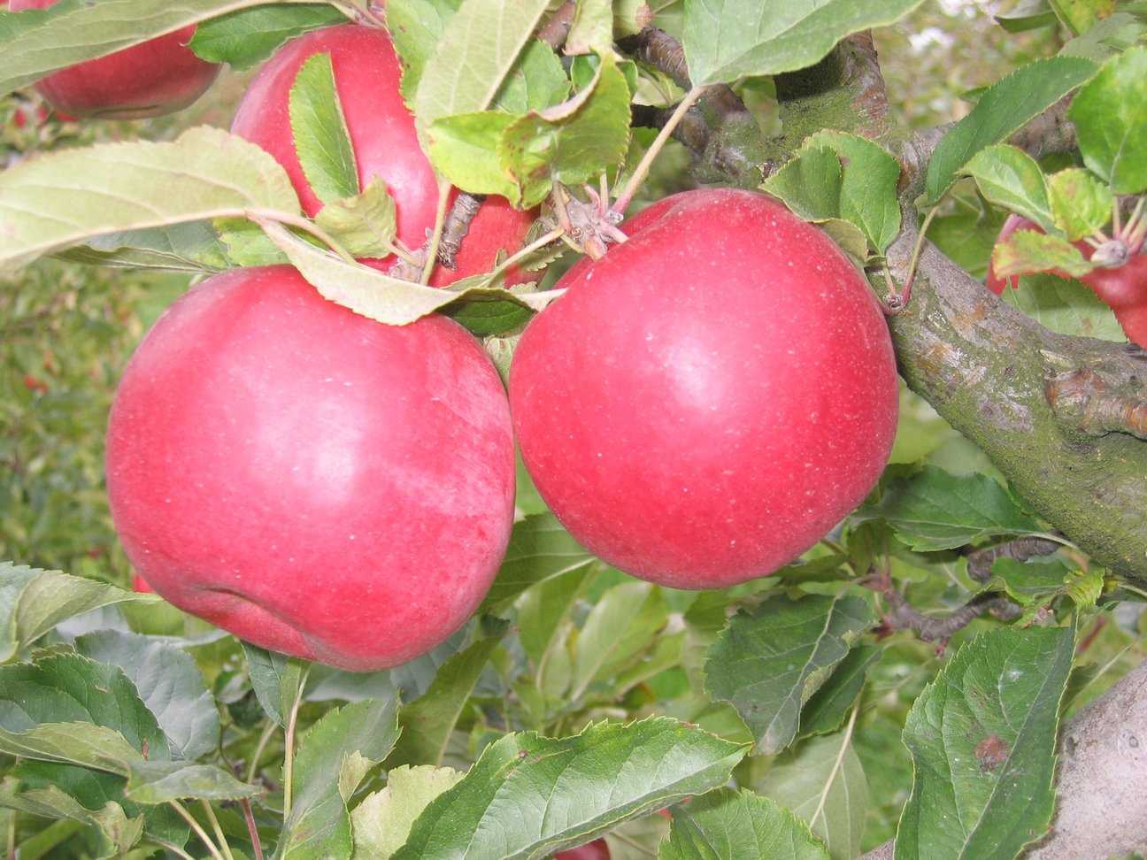 Что собой представляет сорт яблони айдаред?