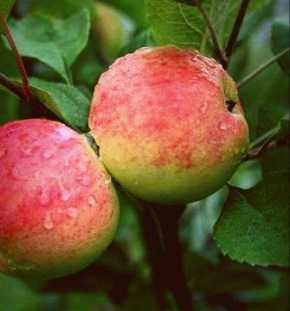Характерные особенности сорта яблони мантет
