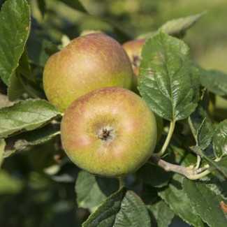 Яблоня жемчужное: отзывы, фото и описание сорта