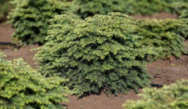 Тсуга канадская — хвойное дерево для ландшафтного дизайна