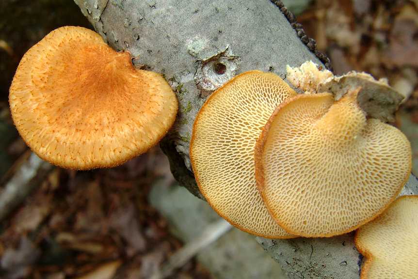 Трихаптум буро-фиолетовый (Trichaptum fuscoviolaceum): описание внешнего вида, главные отличительные признаки от двойников. Съедобность гриба и его среда обитания.