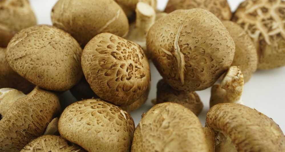 Лечебные свойства грибов лисичек — кому они полезны и кому противопоказаны
