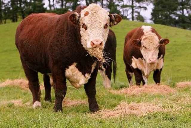 Герефордская порода коров
