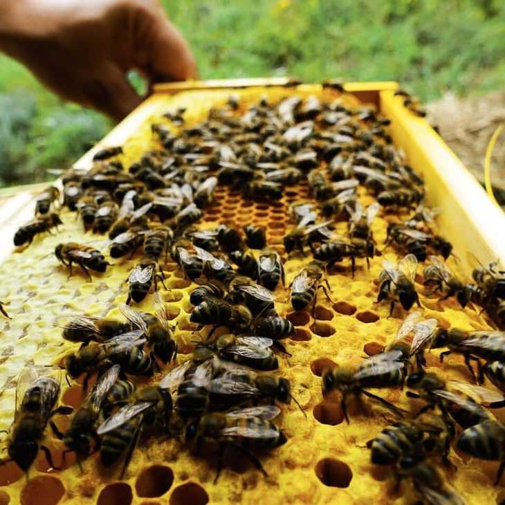 Двухматочное содержание пчел в лежаках и многокорпусном улье