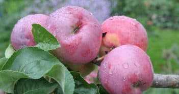 Яблоня орлинка: описание, фото, отзывы