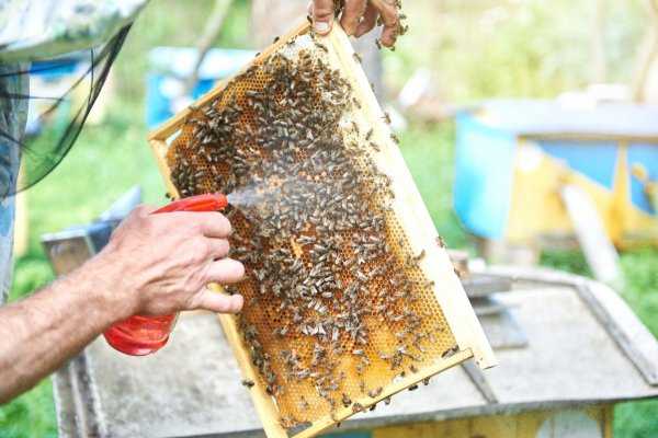 Объединение пчелосемей осенью, в августе, перед медосбором. Цель объединения, методы и сроки. Способ усиления пчелосемьи пойманным роем. Меры предосторожности во время работы.