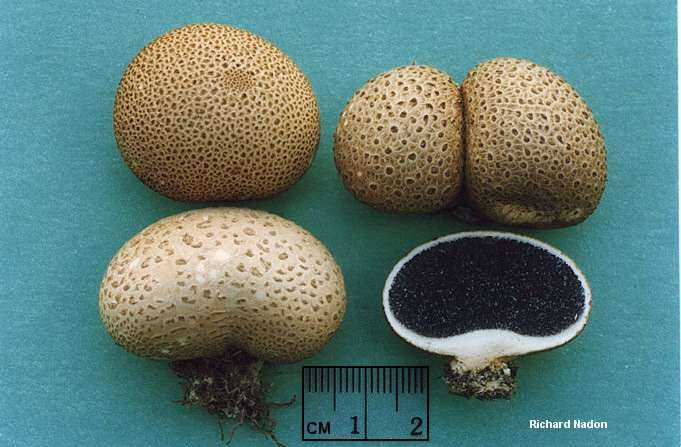 Ложнодождевик бородавчатый – растрескивающийся гриб