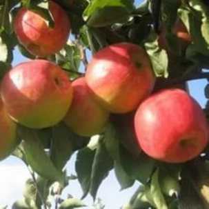 Яблоня мантет: описание сорта, фото, отзывы садоводов