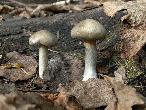 Трутовик облепиховый: описание внешнего вида гриба, места произрастания, съедобность. Похожие виды и их основные отличия.
