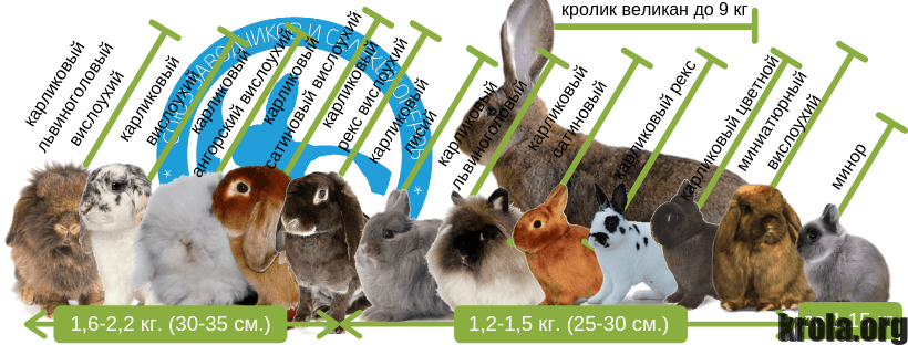 Карликовый кролик: 125 фото и видео распространенных пород, выбор клетки и корма