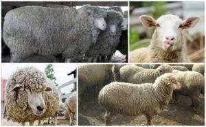 Катумские гладкошёрстные овцы: описание, достоинства и недостатки породы