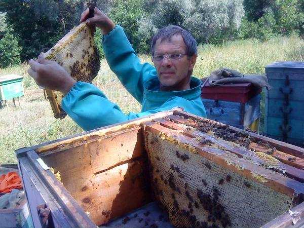 Значение ролевых и свищевых маточников для пчеловода - пчеловодство | описание, советы, отзывы, фото и видео