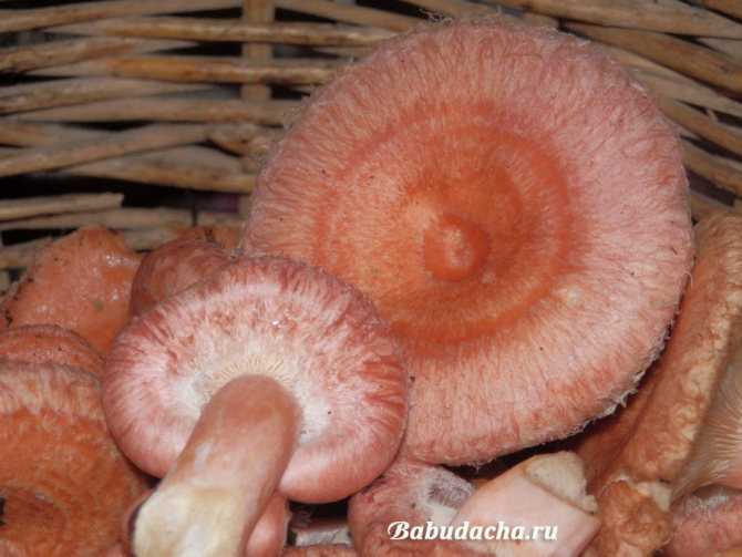 Как при помощи лука, молока и чеснока можно проверить грибы на содержание яда