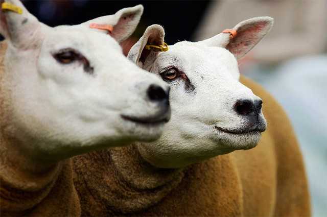 Ташлинская порода овец описание фото отзывы - скороспел