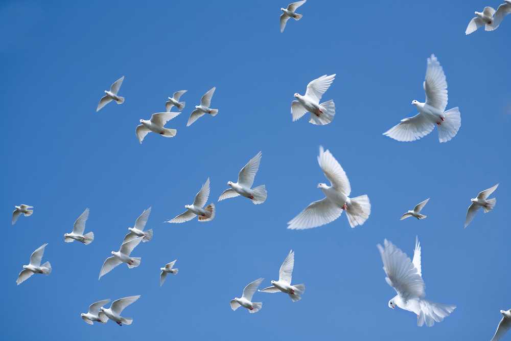 Сколько живут голуби в домашних условиях