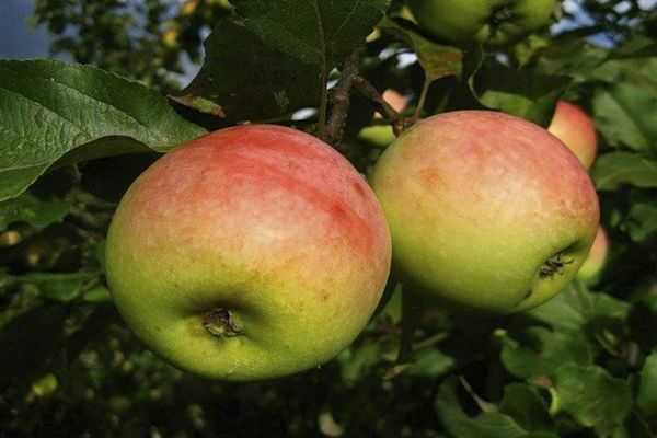Яблоня орловское полосатое: фото и описание сорта, выращивание на даче
