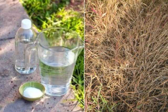 Соль и уксус против сорняков: пропорции и как разводить с водой