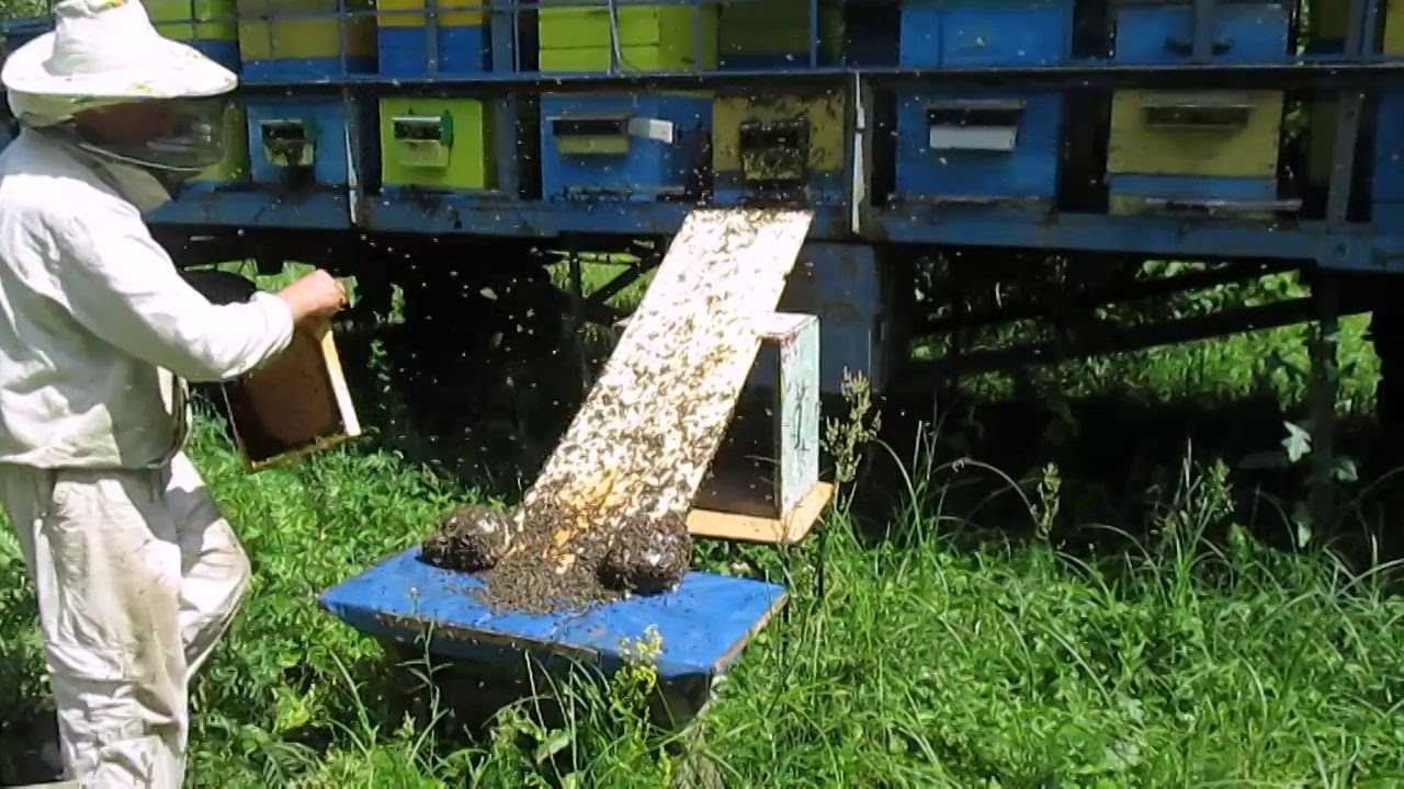 Как объединить слабые пчелиные семьи осенью