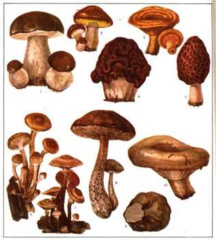 Классификация грибов:категории по съедобности и пищевой ценности, классификационная таблица, грибы 1 категории
