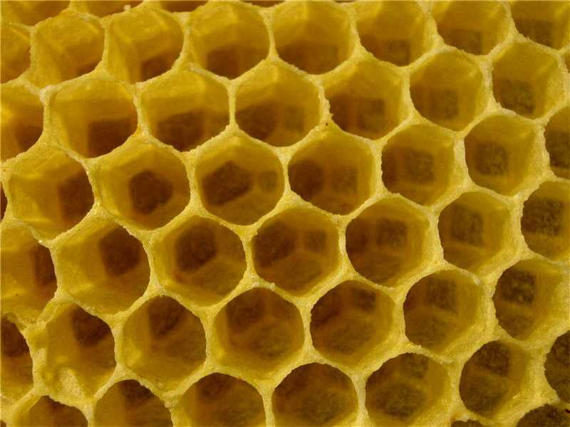 Как пчелы делают мед и что такое соты
