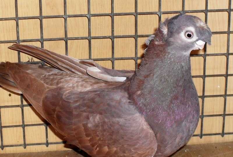 Андижанские голуби: описание и характеристики андижанцев