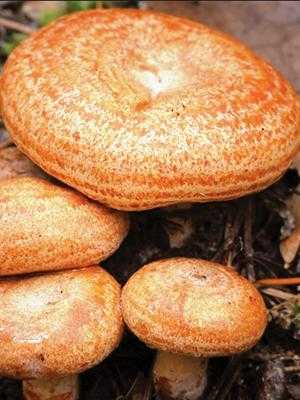 Как готовить грибы рыжики: что делать, как жарить, варить и чистить (+21 фото)?