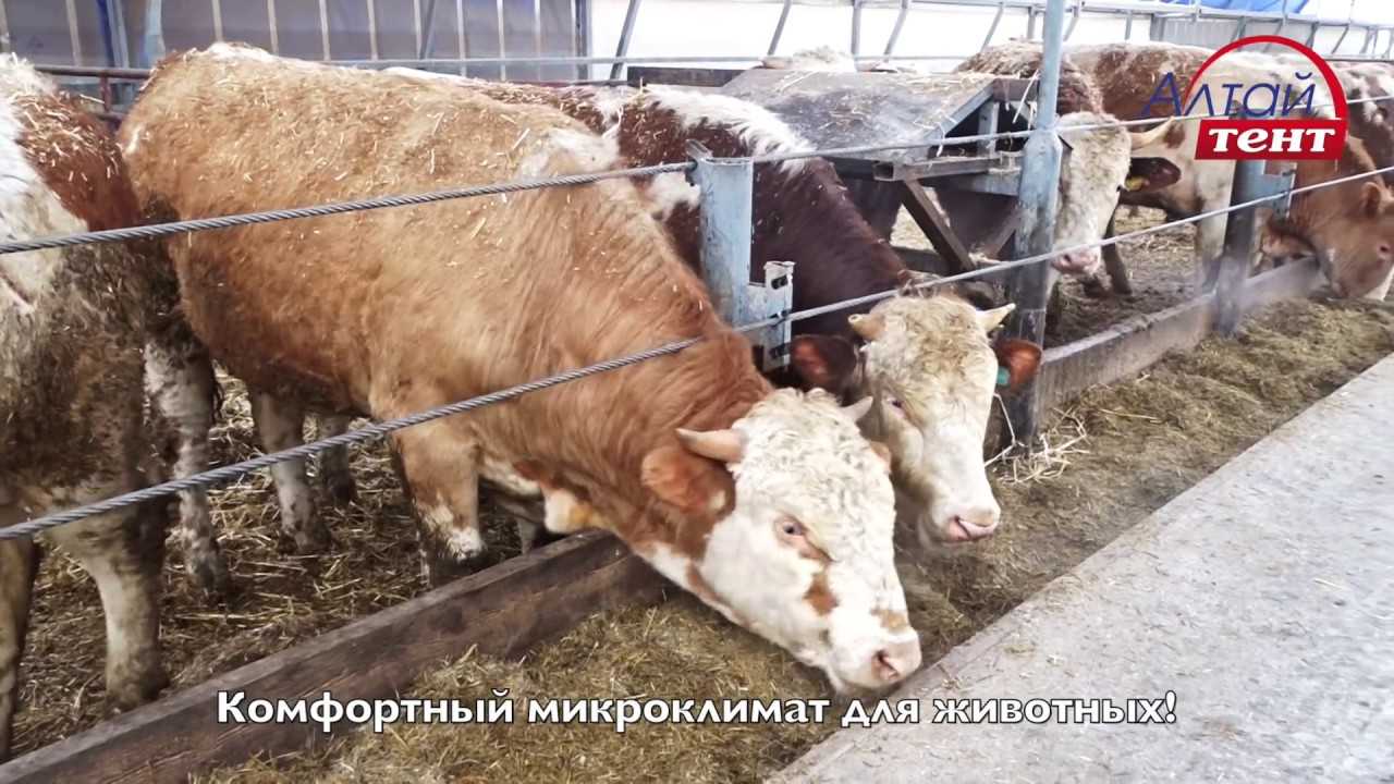 Выгодно ли держать корову: бизнес план по разведению крс