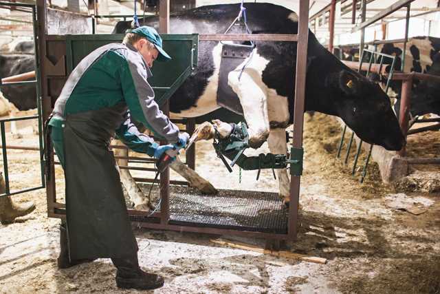 Инструменты для обрезки копыт у коров в домашних условиях и инструкция