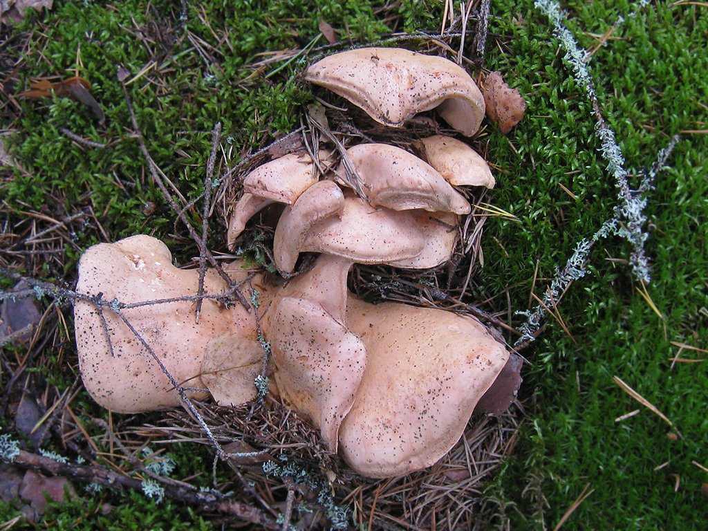 Альбатреллус краснеющий: основная информация о грибе