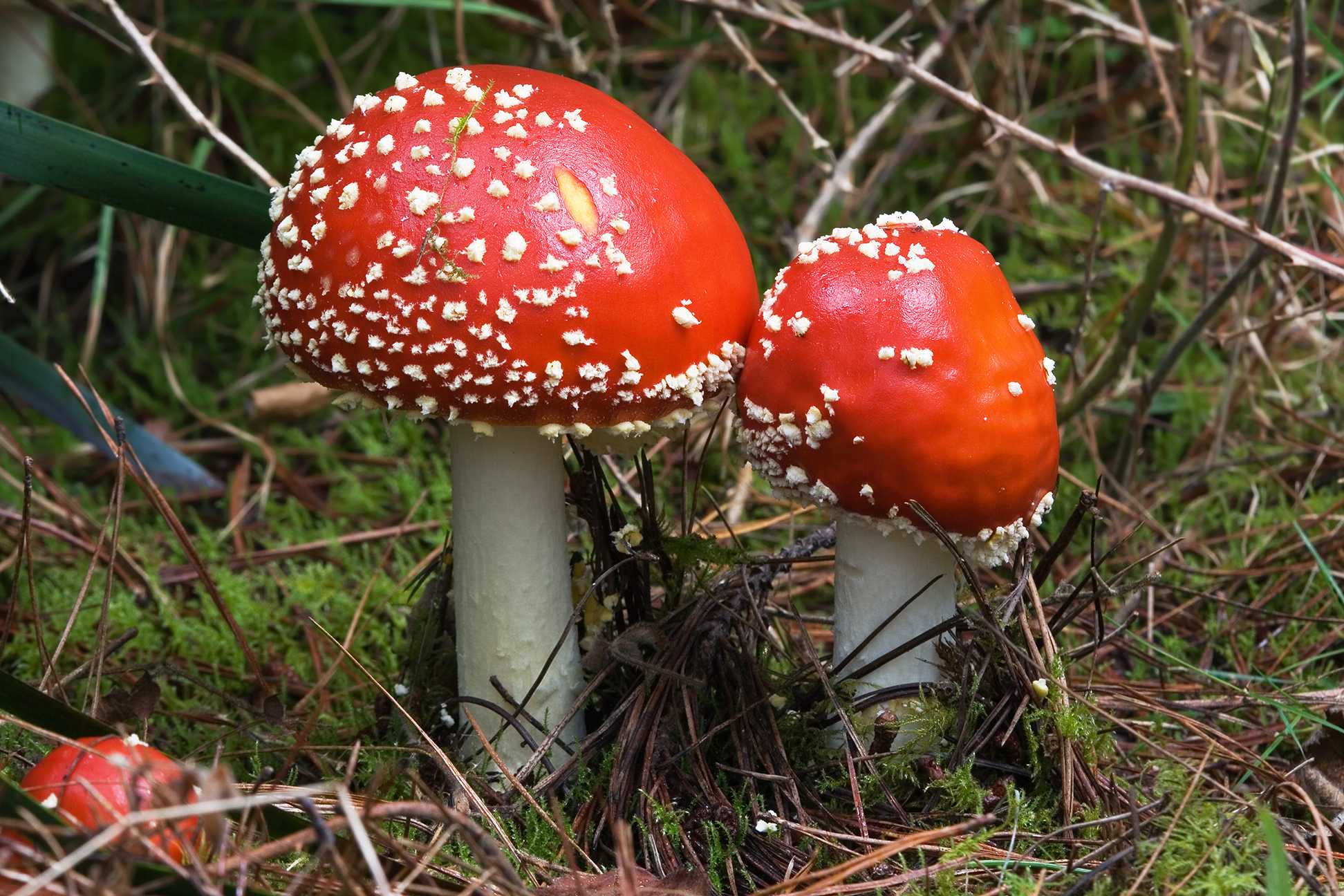 Псилоцибе прямоногая: съедобный или опасный гриб?