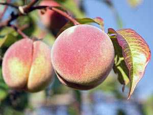 Описание персикового дерева: как выглядит, где растет