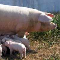Порода свиней ландрас: описание, характеристика, фото