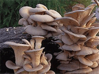 Грибы вешенки: выращивание в домашних условиях для начинающих. описание гриба и советы по уходу за грибом (125 фото)