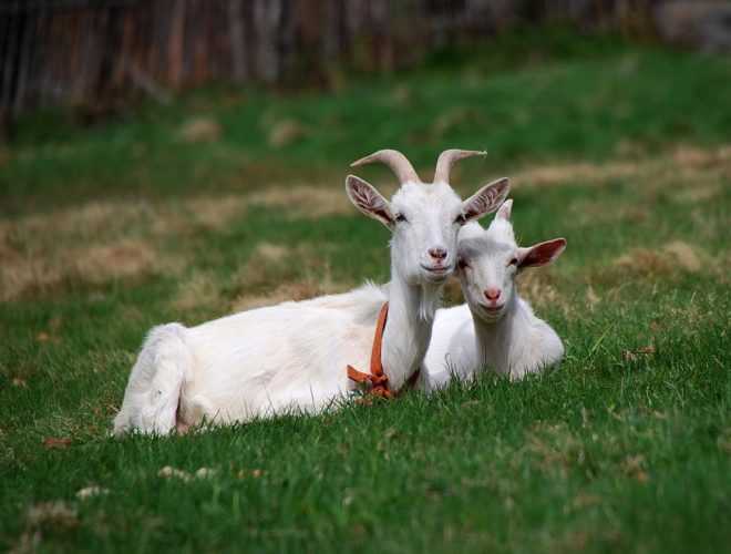 Бурские козы: особенности разведения, питания и содержания, плюсы и минусы